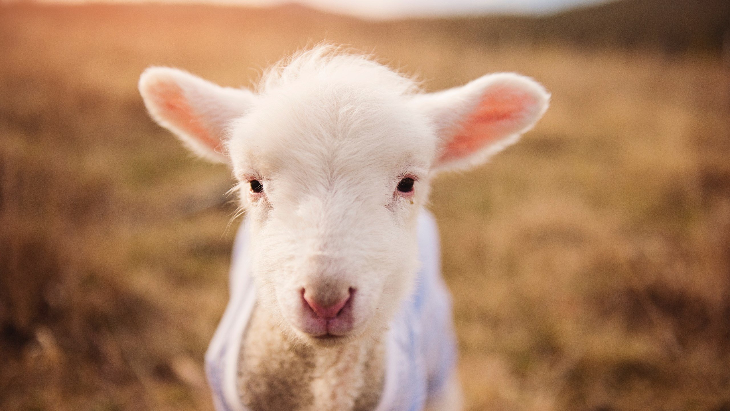 开云官网-【赛场风云】奥沙利文的罚分争议事件盘点，奥沙利文调侃名裁判