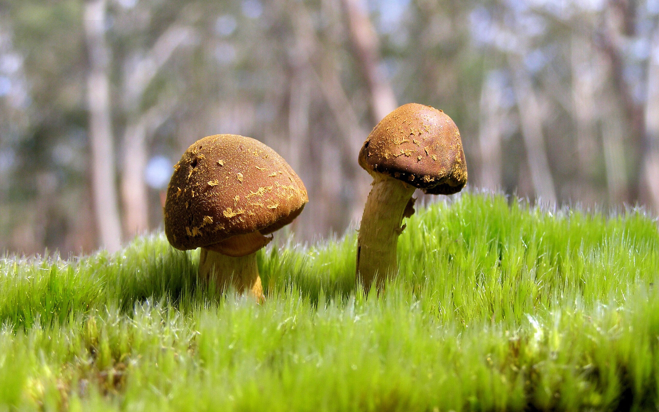 kaiyun网站-中国围棋协会发布围棋教练员培训计划,中国围棋协会教练员证