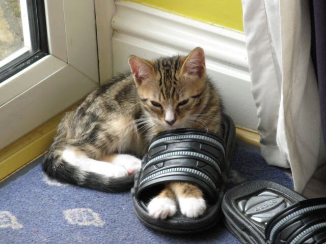 开云·体育官网-国际名宿助阵中国足球，传授宝贵经验，中国足球民宿