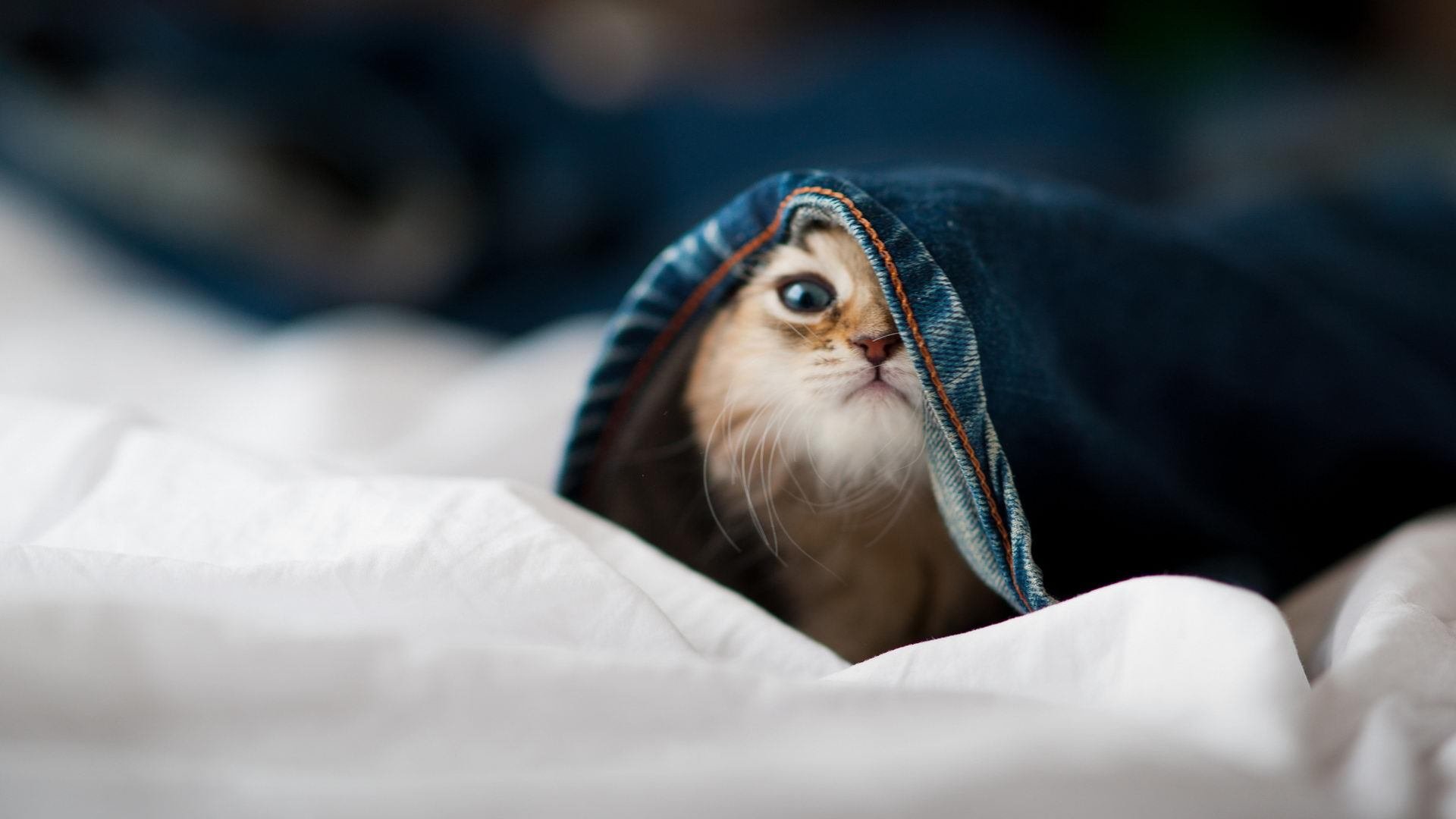 KAIYUNAPP-季后赛“绝地反击”:库里在落后30分的情况下用远投连续得分,奇迹般逆转成功