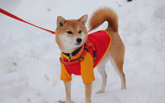 开云网页版登录入口-广场舞促进老年人身心健康，广场舞促进老年人身心健康的舞蹈