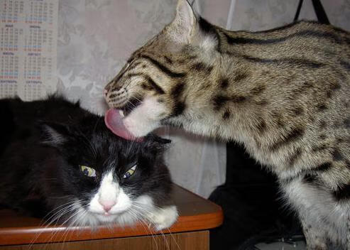 kaiyun中国官方网站-托桑·埃夫布奥姆万在NBA常规赛中首次亮相，埃托奥和布冯相视一笑