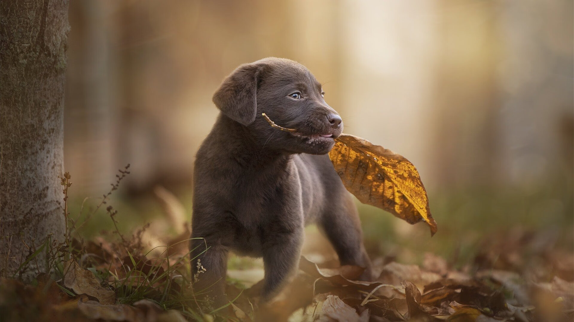 开云入口-日本男足奥运赛场再创历史,日本男足奥运会名单