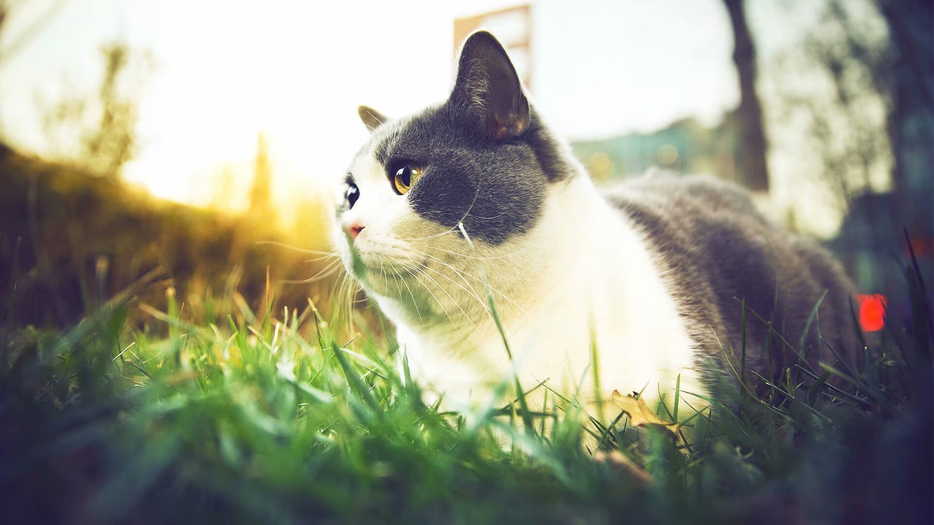 KAIYUNAPP-法甲主场迎战高潮迭起,精彩瞬间层出不穷,法甲集锦