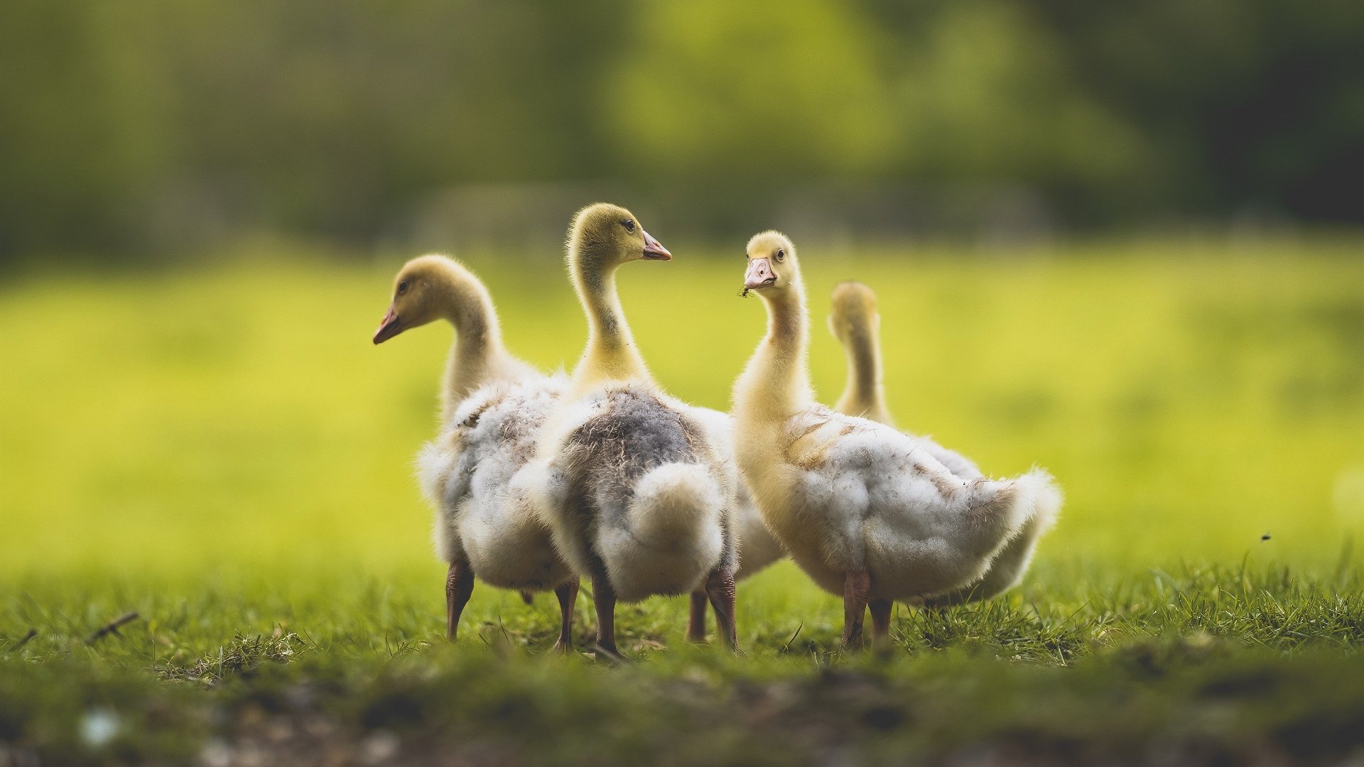 开云官网-CBA球队教练员战术研究,cba的教练有多难