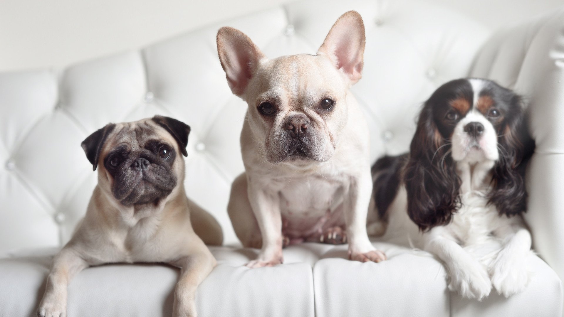 kaiyun体育综合-篮球运动员专项体能训练课程体系构建及科学实施,篮球专项体能的五个方面