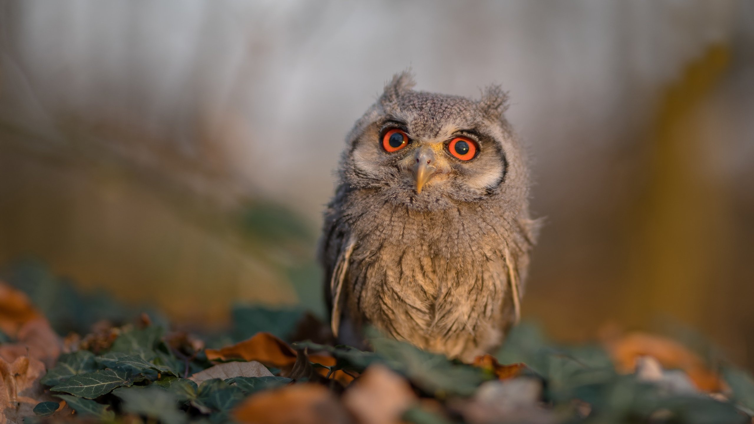 kaiyun开云·官方网站-英超VAR判罚中语义理解辅助技术的应用与局限，足球var裁判有几个